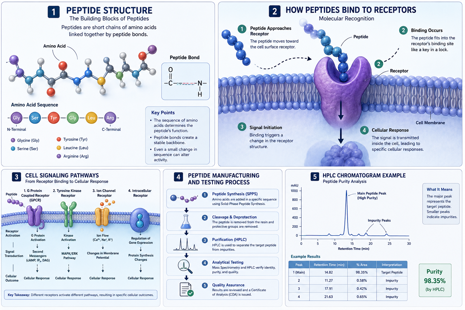 You are currently viewing How Peptides Work: Understanding Peptide Signaling, Cell Communication & Scientific Research