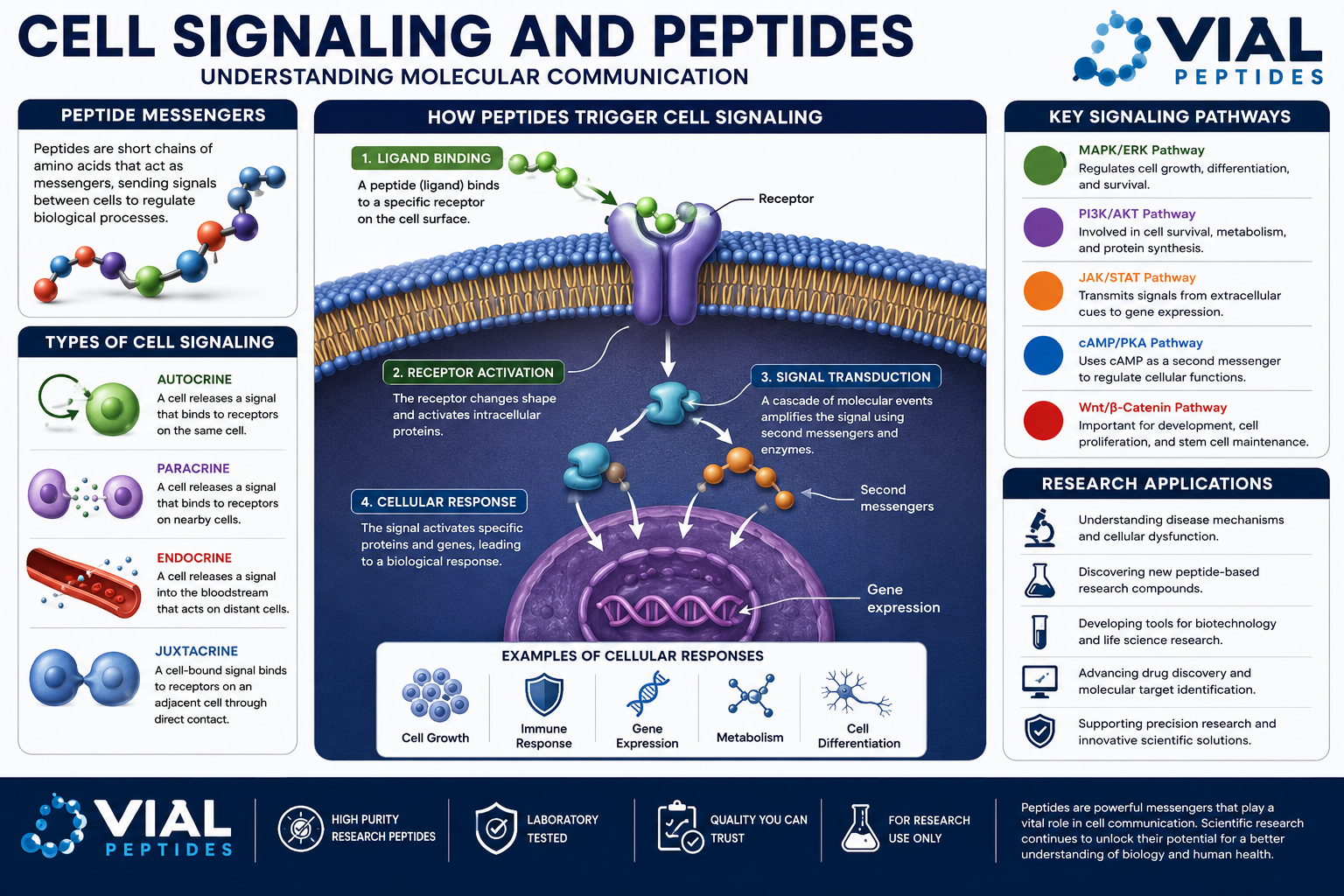 You are currently viewing Cell Signaling and Peptides: A Complete Scientific Guide